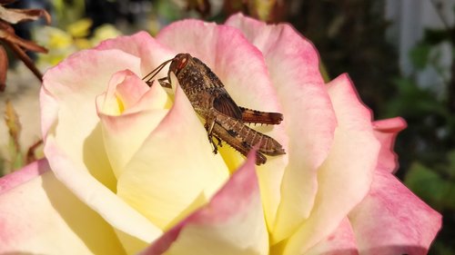 cricket flower  flower  cricket