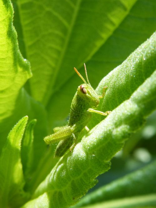cricket green dotted green grasshopper antennas