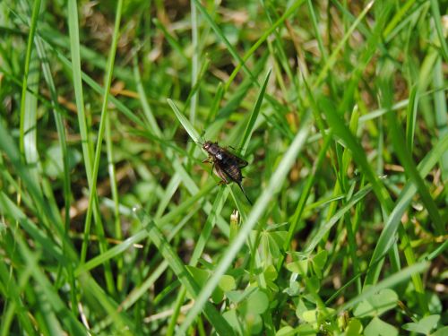 Cricket On Grass