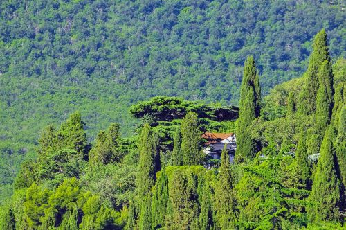 crimea forest pine