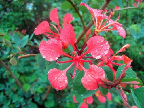 Crimson Pride Of The Cape Flower
