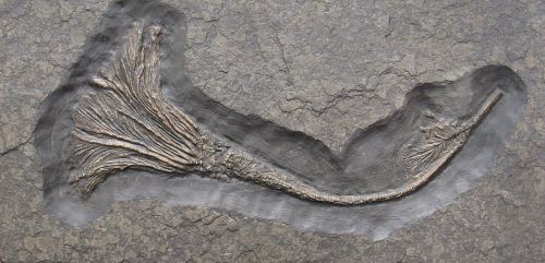 crinoid crinoids fossils