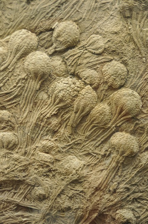 crinoids  free swimming  fossil
