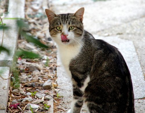 croatia cat animal