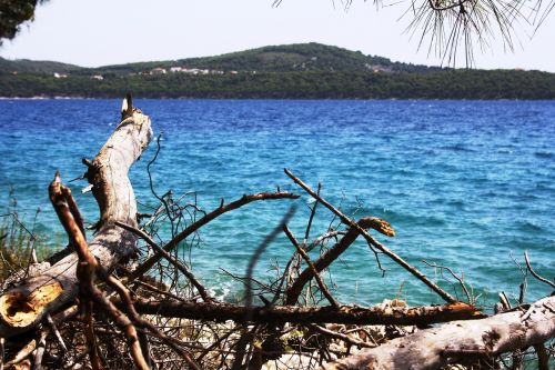 croatia sea drift wood