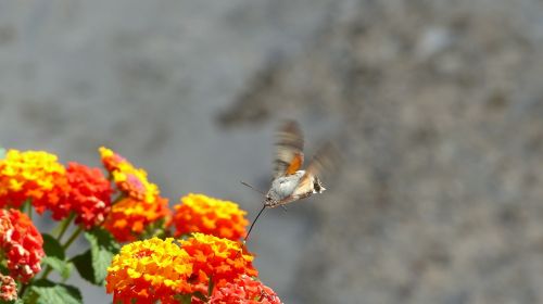 croatia flowers hummingbird hawk moth