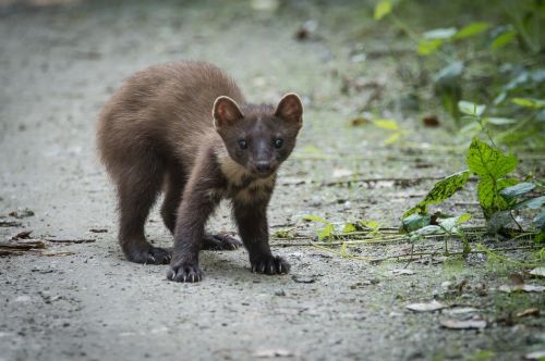 croatian forest martes martes beast