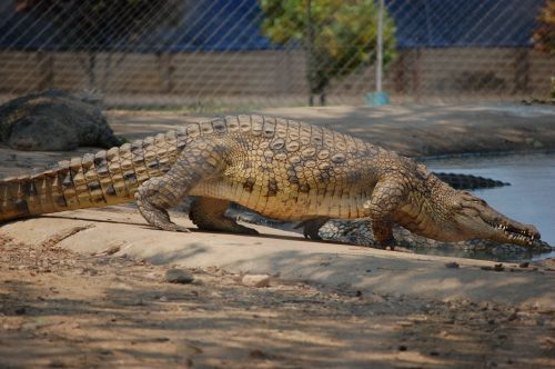 crocodile nature wildlife
