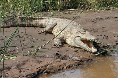crocodile lake chamo