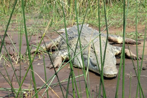 crocodile lake chamo ethiopia