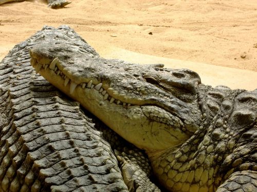crocodile lizard dangerous