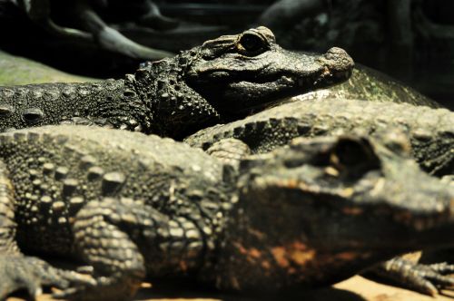 crocodile lizard reptile