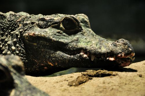 crocodile alligator crocodiles