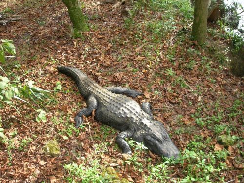 crocodile in the wild forest