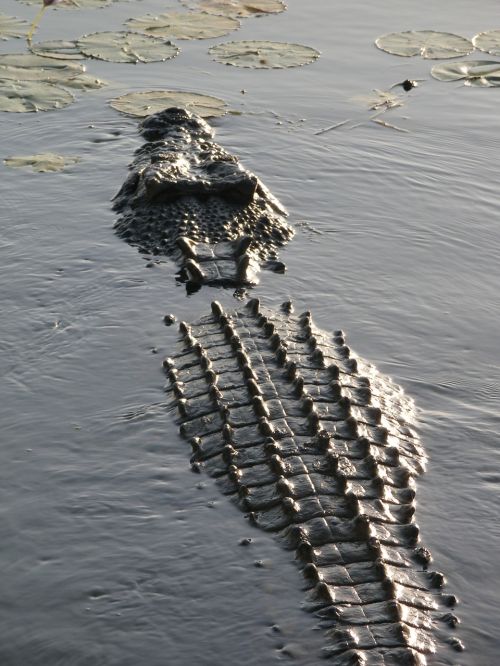 crocodile salt water crocodile australia