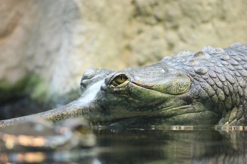 crocodile nature animals