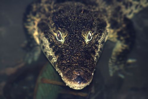 crocodile reptile submerged