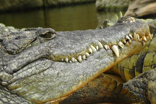 crocodile zoo scale