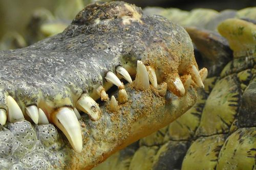crocodile zoo scale