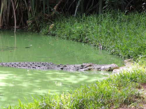 crocodile pond large