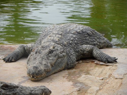 crocodile predator dangerous