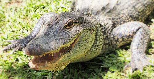 crocodile croc australia