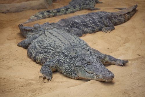 crocodile asleep zoo