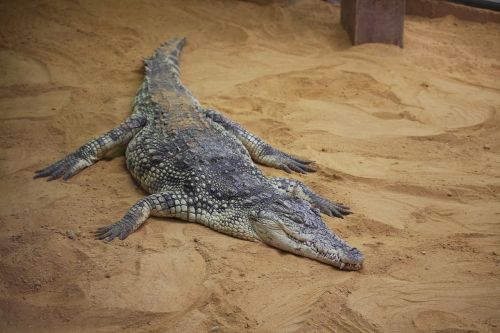 crocodile asleep zoo