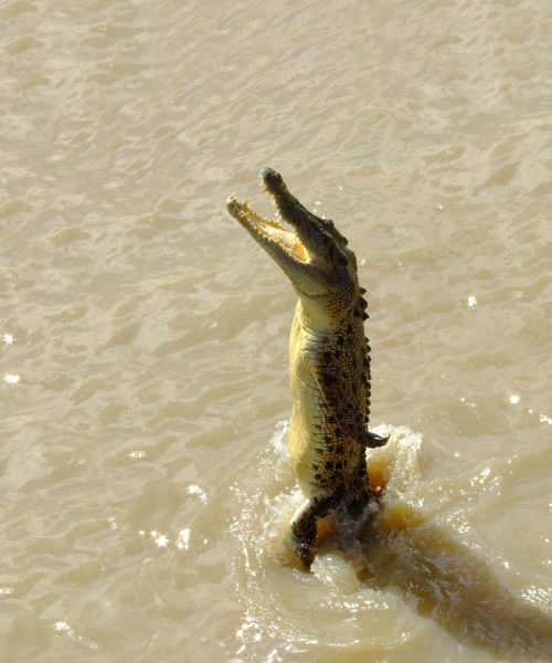 crocodile saltwater jumping