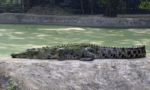 crocodile salt water estuarine