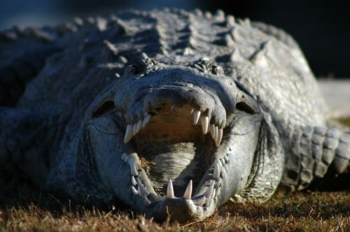 crocodile mouth wild