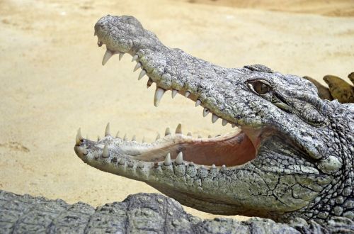 crocodile lizard africa