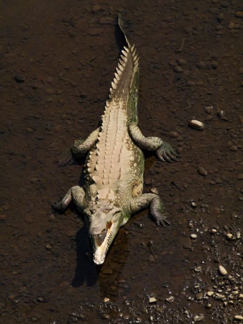 crocodile water reptile