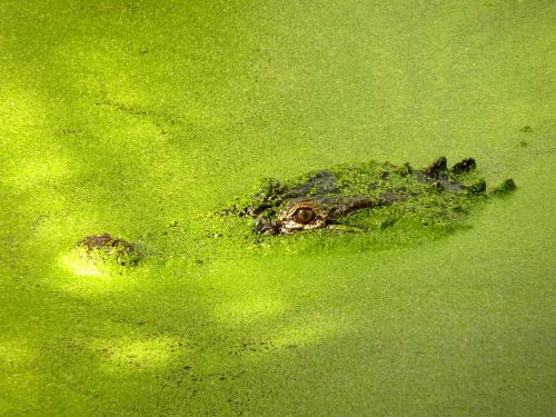 crocodile green predator