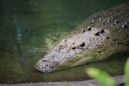 crocodile wild reptile