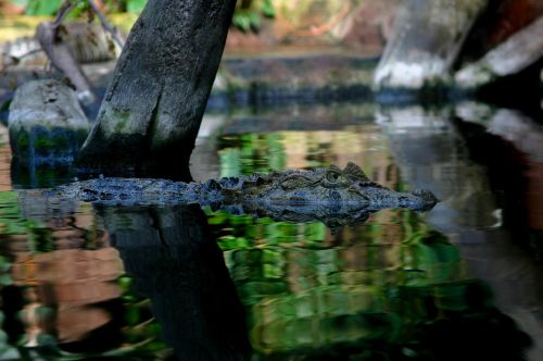 crocodile animal nature