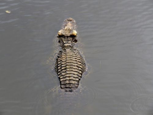 crocodile gad skin