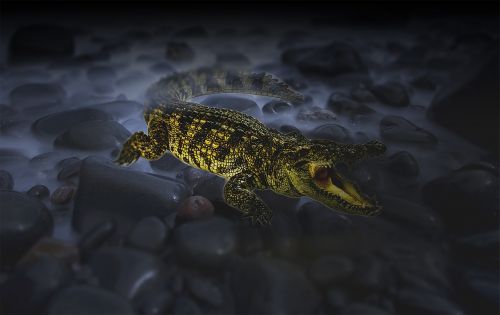 crocodile night alligator