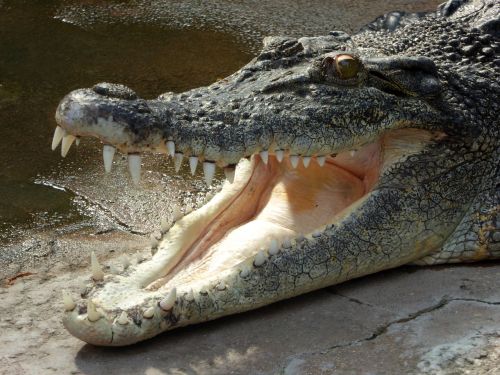 crocodile lizard predator