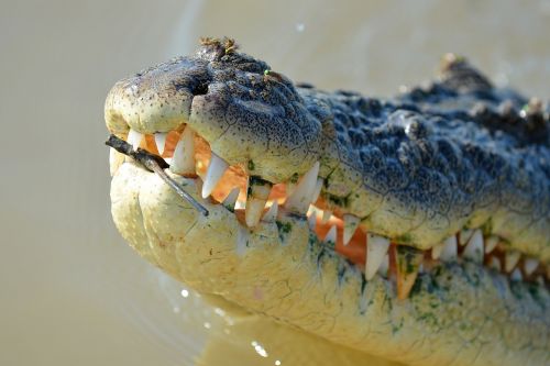 crocodile close up reptile