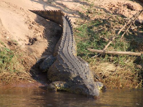 crocodile botswana africa