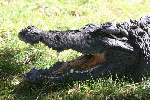crocodile amphibian predator