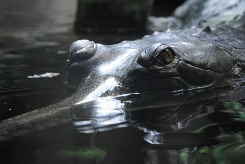 crocodile dangerous eye