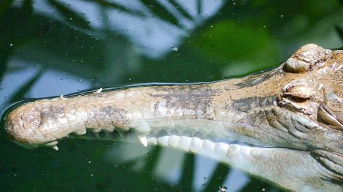 crocodile gavial reptile