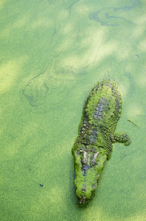 crocodile green thailand