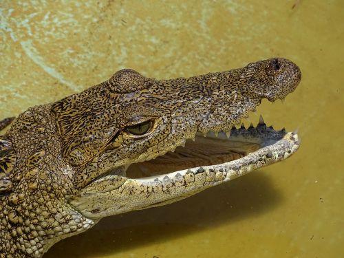 crocodile reptile mexico