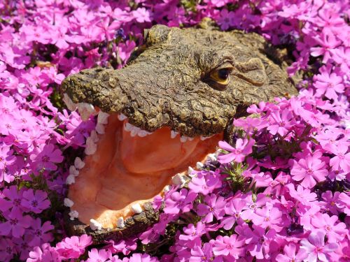 crocodile flowers colorful