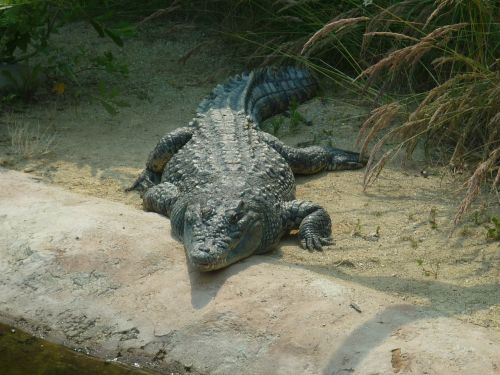 crocodile eye animal