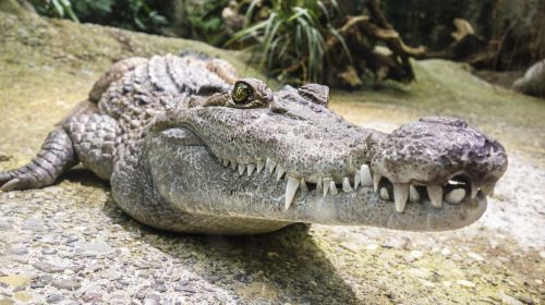 crocodile tooth reptile