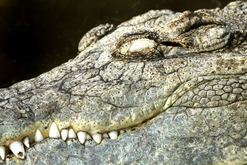 crocodile diergaarde blijdorp zoo